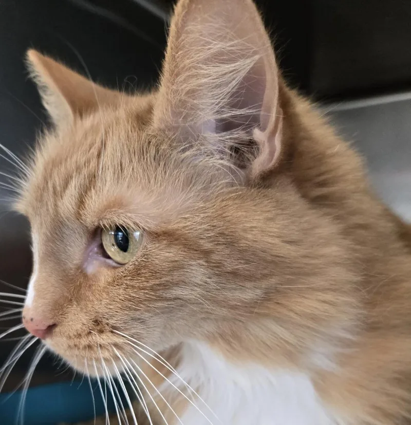 A senior medium-sized male Domestic Long Hair cat named Tigger for adoption in Windsor, CT