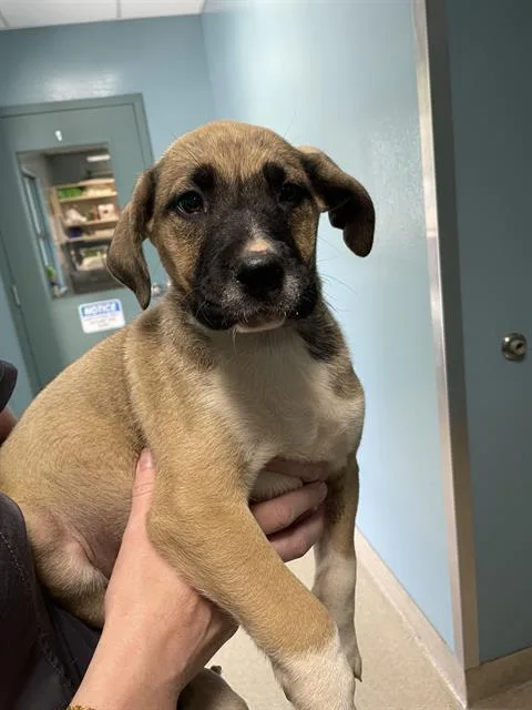 A baby small-sized male German Shepherd Dog dog named Joey for adoption in Newton, NC