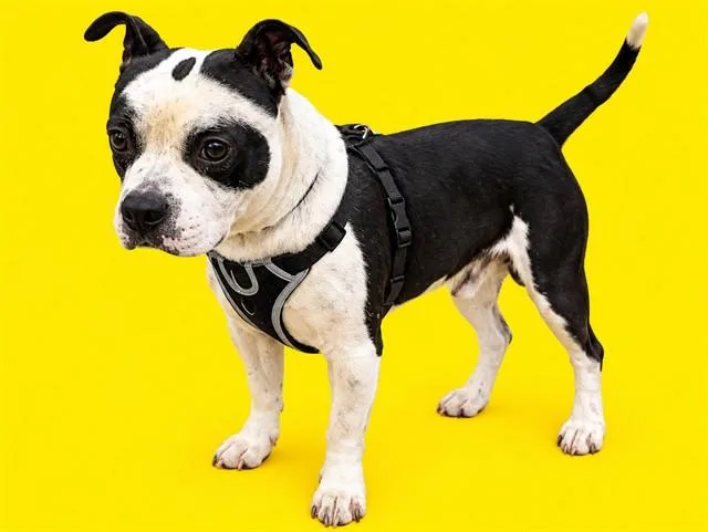 A young medium-sized male Terrier dog named Morphy for adoption in Miami, FL