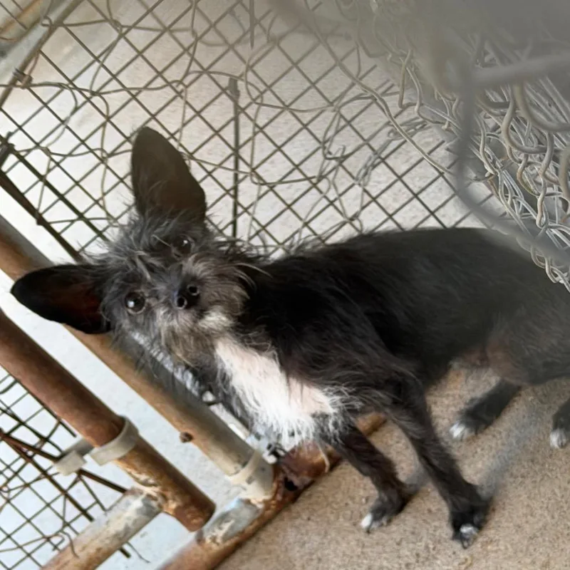 A young small-sized female Black Terrier dog named Nessie for adoption in Lake Jackson, TX