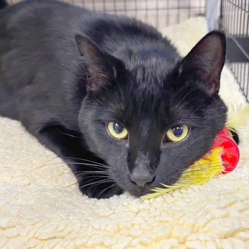 An adult large-sized male Black Domestic Short Hair cat named Charlie for adoption in Medford, OR