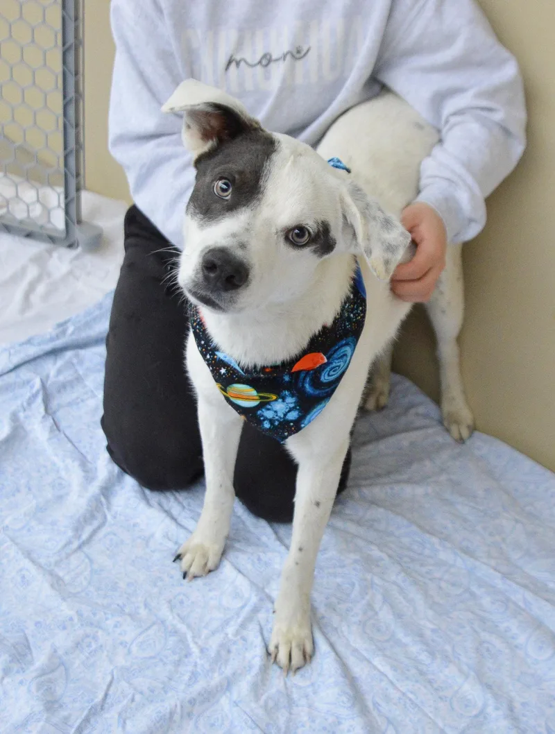 A young medium-sized male Australian Cattle Dog / Blue Heeler dog named Victory for adoption in McKinney, TX