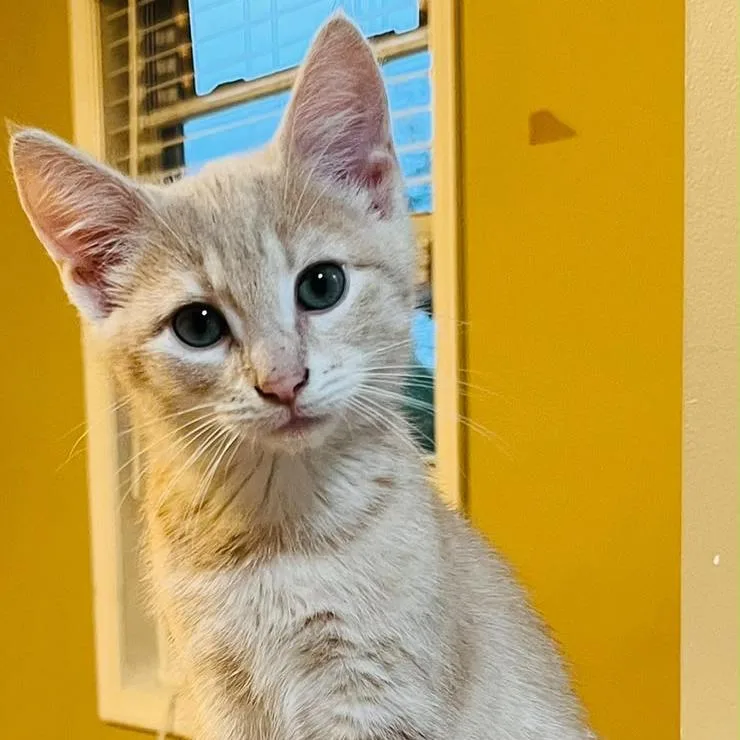 A baby small-sized female Buff / Tan / Fawn Domestic Short Hair cat named Lily for adoption in Winchester, VA