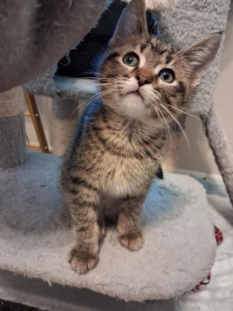 A baby small-sized male Domestic Short Hair cat named Andrew for adoption in Wheaton, IL