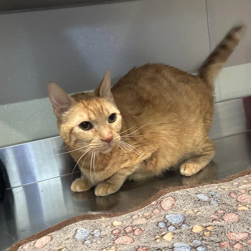 A senior large-sized male Domestic Short Hair cat named Griffin for adoption in Long Beach, CA
