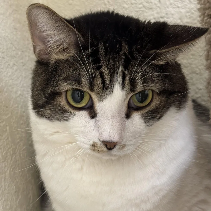 An adult medium-sized male Domestic Short Hair cat named Sauerkraut & Mewthree for adoption in Winchendon, MA