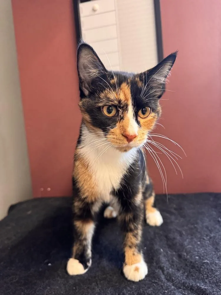 A young medium-sized female Domestic Short Hair cat named Diamond for adoption in Plymouth, MI