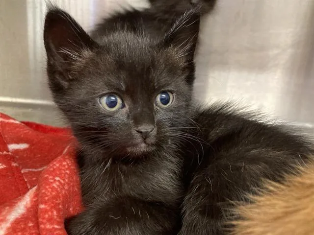 A baby small-sized male Domestic Short Hair cat named Bombadil for adoption in Tustin, CA