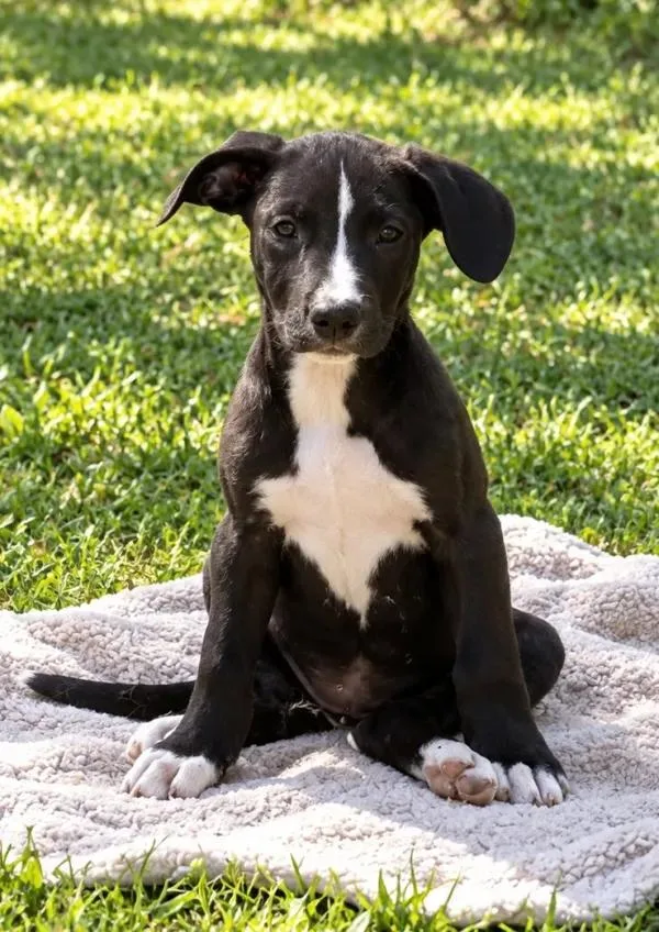 A baby medium-sized female Labrador Retriever dog named Joy for adoption in eufaula, AL