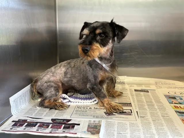 A young small-sized male Schnauzer dog named Max for adoption in Lancaster, CA