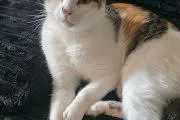 An adult medium-sized female Calico Domestic Short Hair cat named Sweetheart for adoption in Homewood, AL
