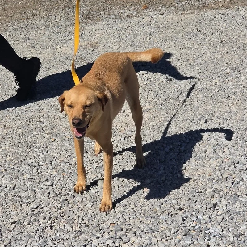 An adult medium-sized female Red / Chestnut / Orange Labrador Retriever dog named Camren for adoption in Clanton, AL