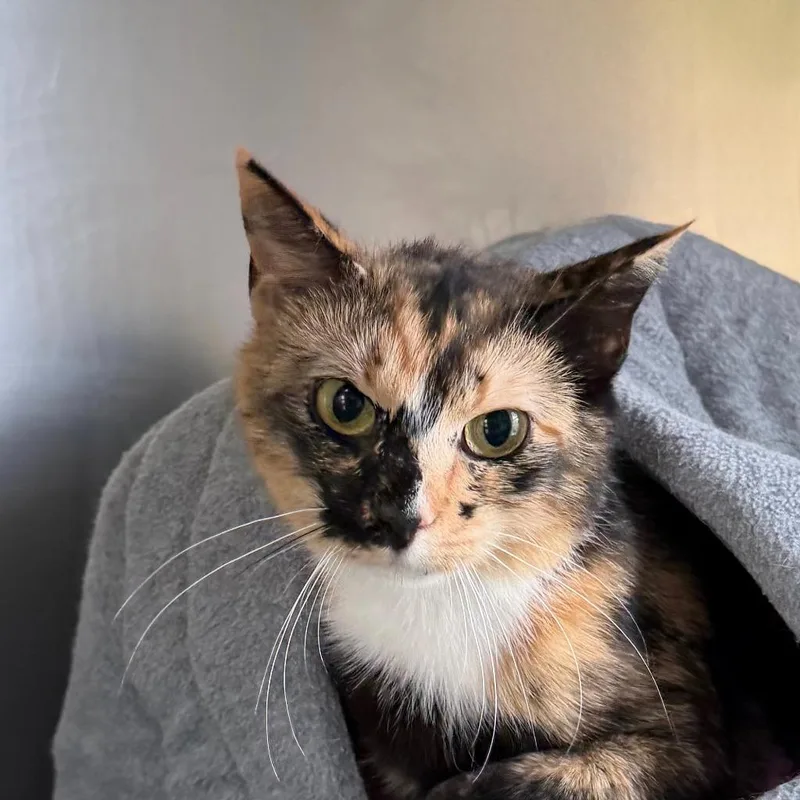 A young small-sized female Domestic Short Hair cat named Drew for adoption in State College, PA