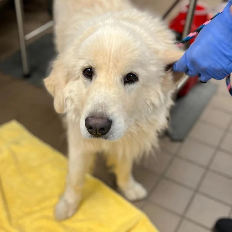 An adult large-sized male Yellow / Tan / Blond / Fawn Mixed Breed dog named George for adoption in Wantagh, NY