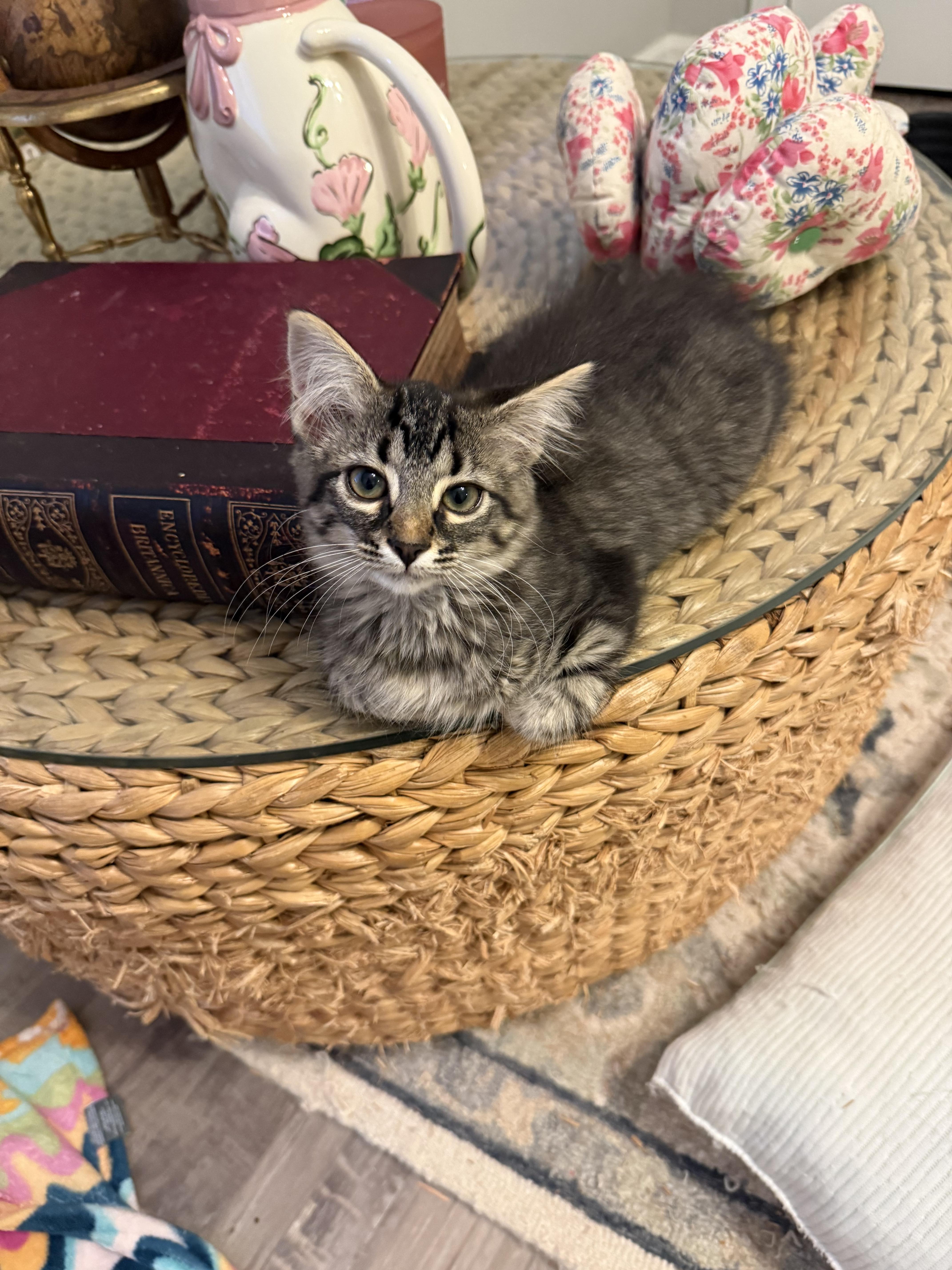 A young medium-sized female Tabby (Gray / Blue / Silver) Domestic Long Hair cat named Zoe for adoption in Woodstock, GA
