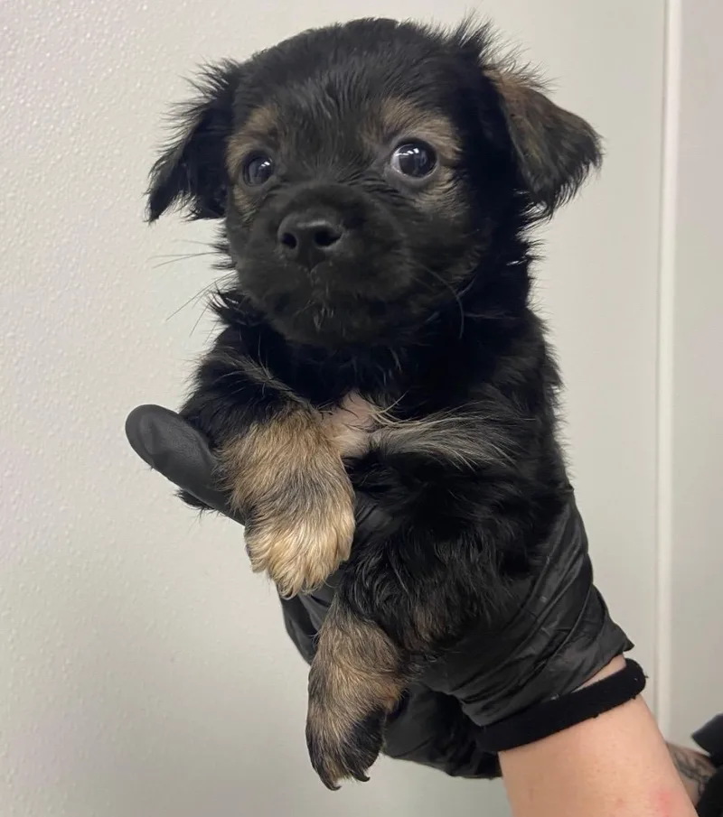 A baby small-sized male Dachshund dog named Crash for adoption in Copiague, NY