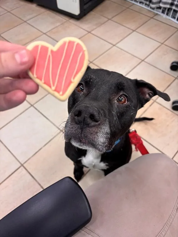 A senior large-sized male Pit Bull Terrier dog named Gibbs for adoption in Virginia Beach, VA