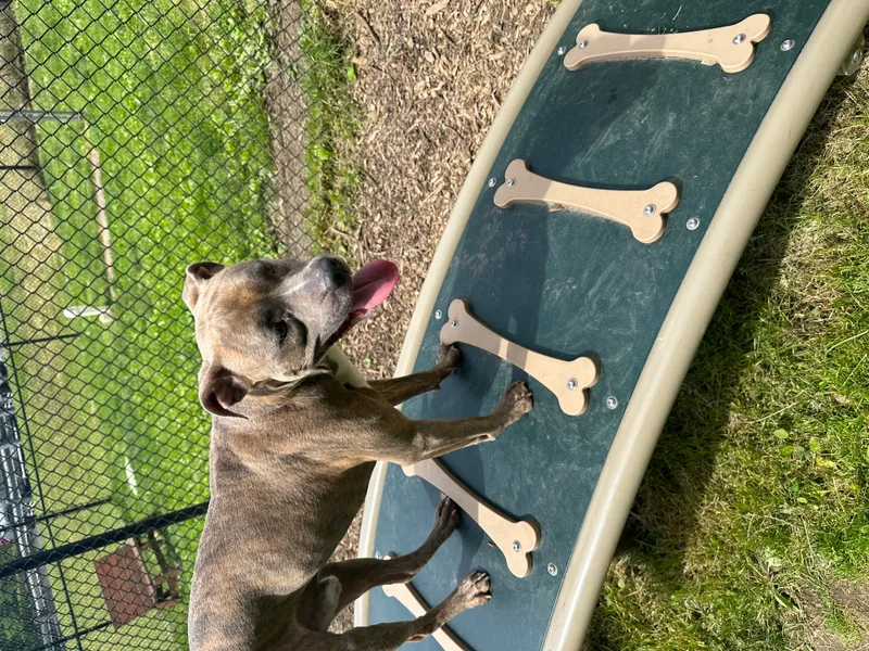 A young medium-sized male Brindle American Staffordshire Terrier dog named Peanut for adoption in Yonkers, NY