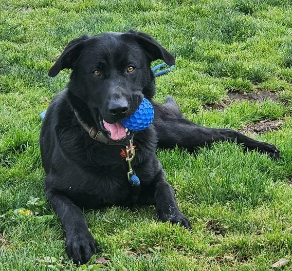 An adult large-sized male Labrador Retriever dog named Sampson for adoption in Salem, OR