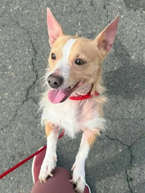 An adult small-sized male Cairn Terrier dog named Sully for adoption in Sacramento, CA