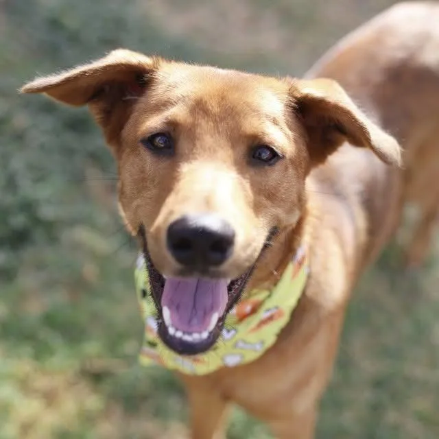 A young medium-sized male Shepherd dog named Peter Barker for adoption in San Antonio, TX
