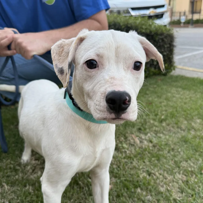A baby medium-sized male White / Cream Pit Bull Terrier dog named Electrolytes for adoption in Columbia, SC