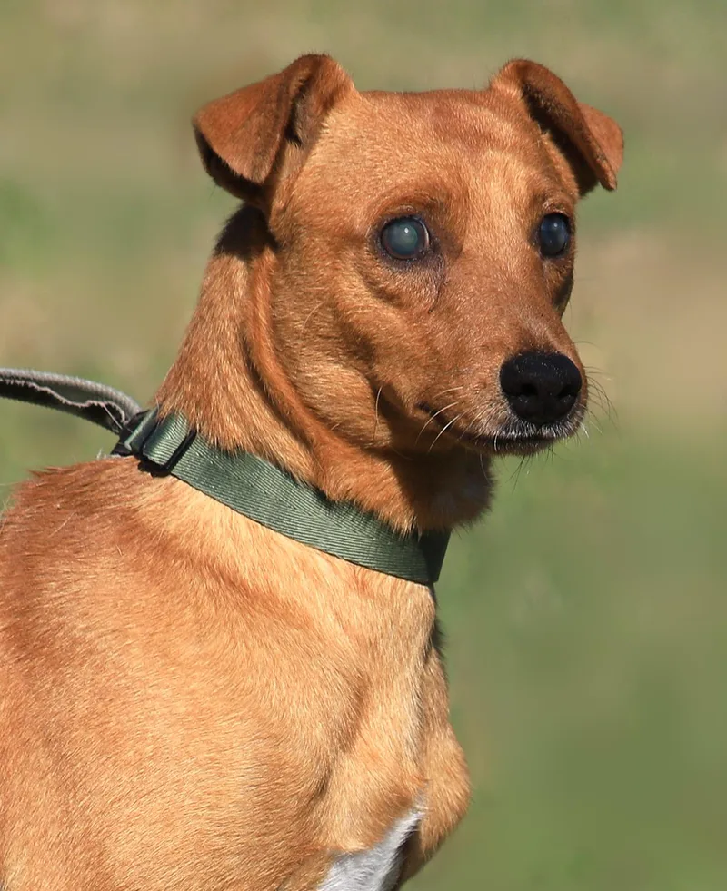 Dixon