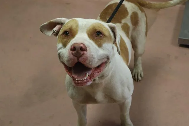 An adult large-sized male Mixed Breed dog named Waylon for adoption in Columbia, SC