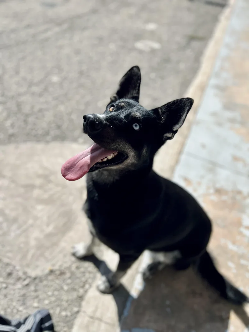 An adult medium-sized female Bicolor Husky dog named Bravo for adoption in Seguin, TX