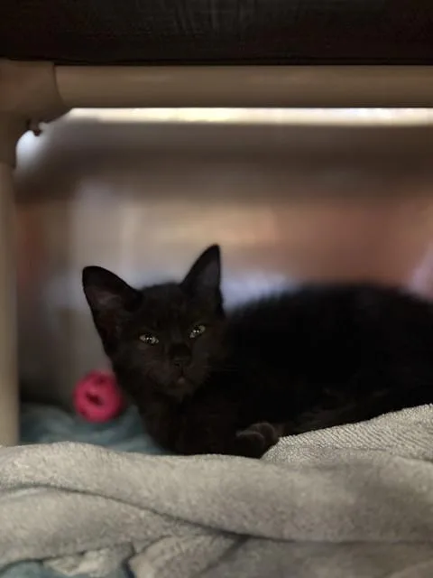 A baby medium-sized female Domestic Short Hair cat named Shortrib for adoption in Brewster, MA