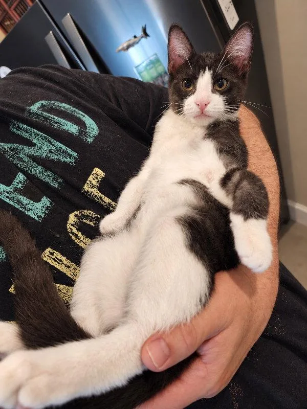 A young medium-sized male Tabby cat named Alec for adoption in Ocala, FL