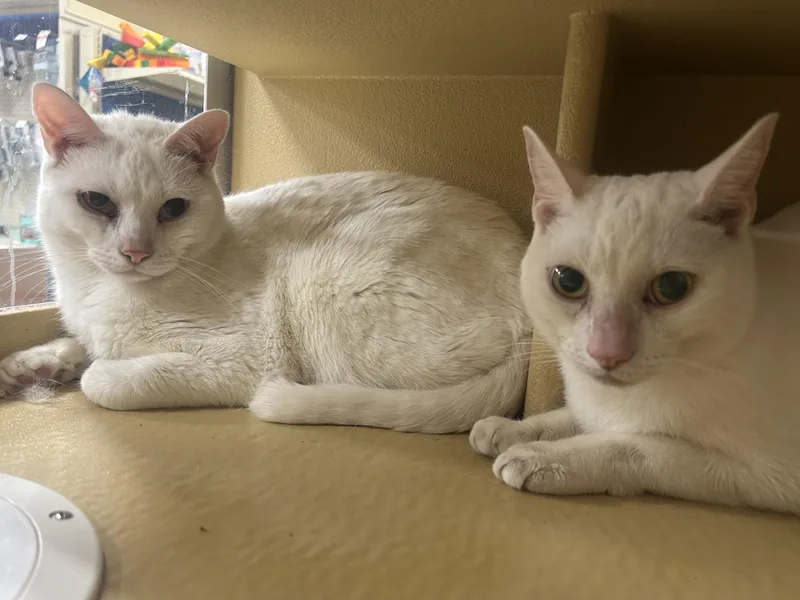 A young medium-sized male White Domestic Short Hair cat named Snow & Flake for adoption in Worcester, MA