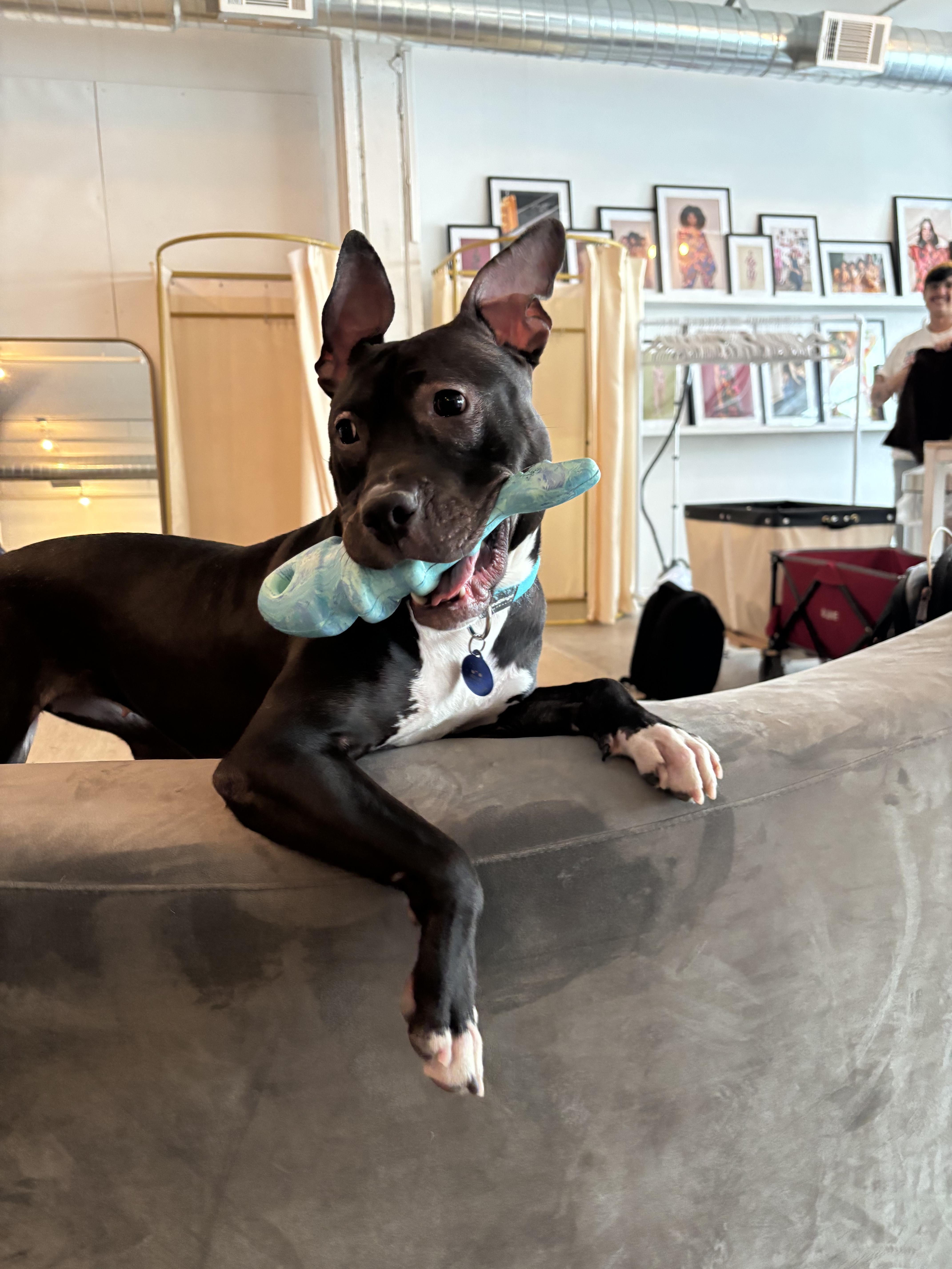 An adult medium-sized female Mixed Breed dog named Kelsey for adoption in New York, NY