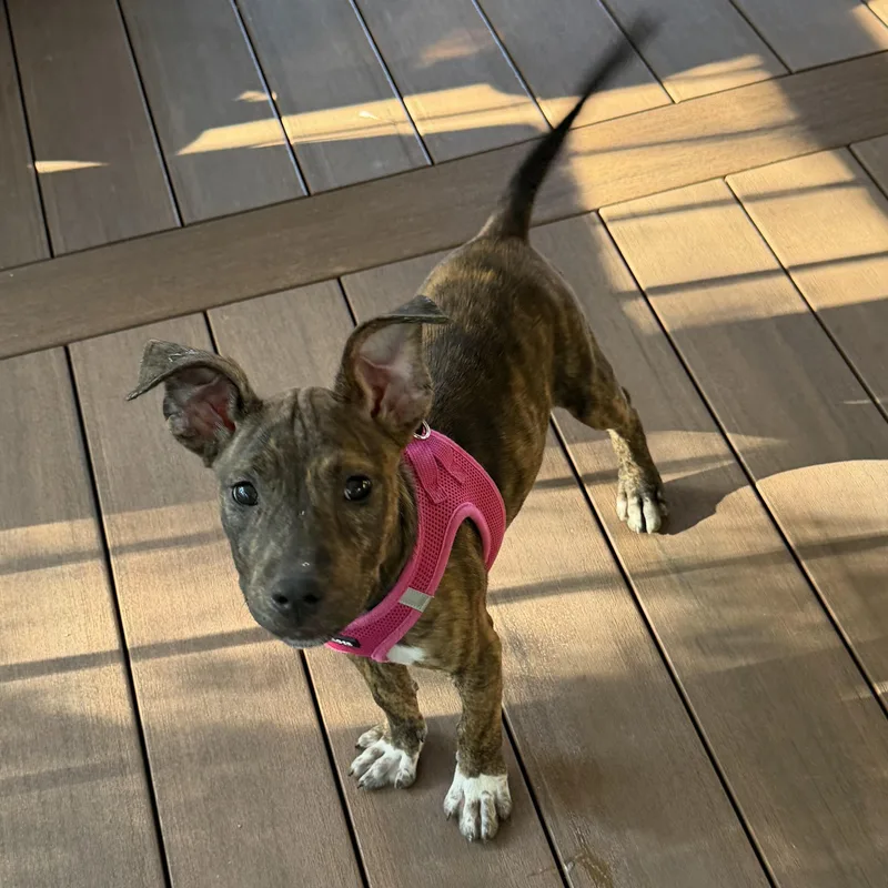 A baby medium-sized female Terrier dog named Zella for adoption in Ellicott City, MD