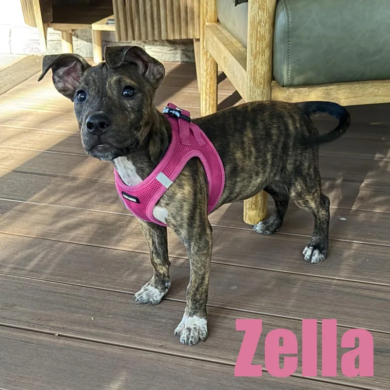 Zella thumbnail 2