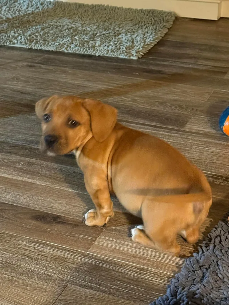 A baby medium-sized male Pit Bull Terrier dog named Mash for adoption in Carmel, NY