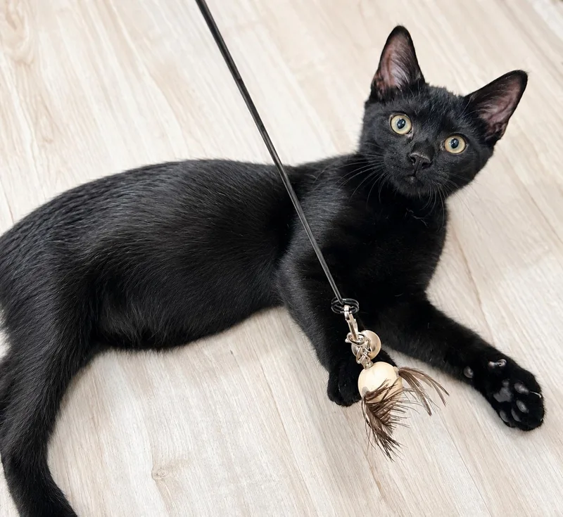 A baby medium-sized male Black Domestic Short Hair cat named Ryder for adoption in Greensboro, NC