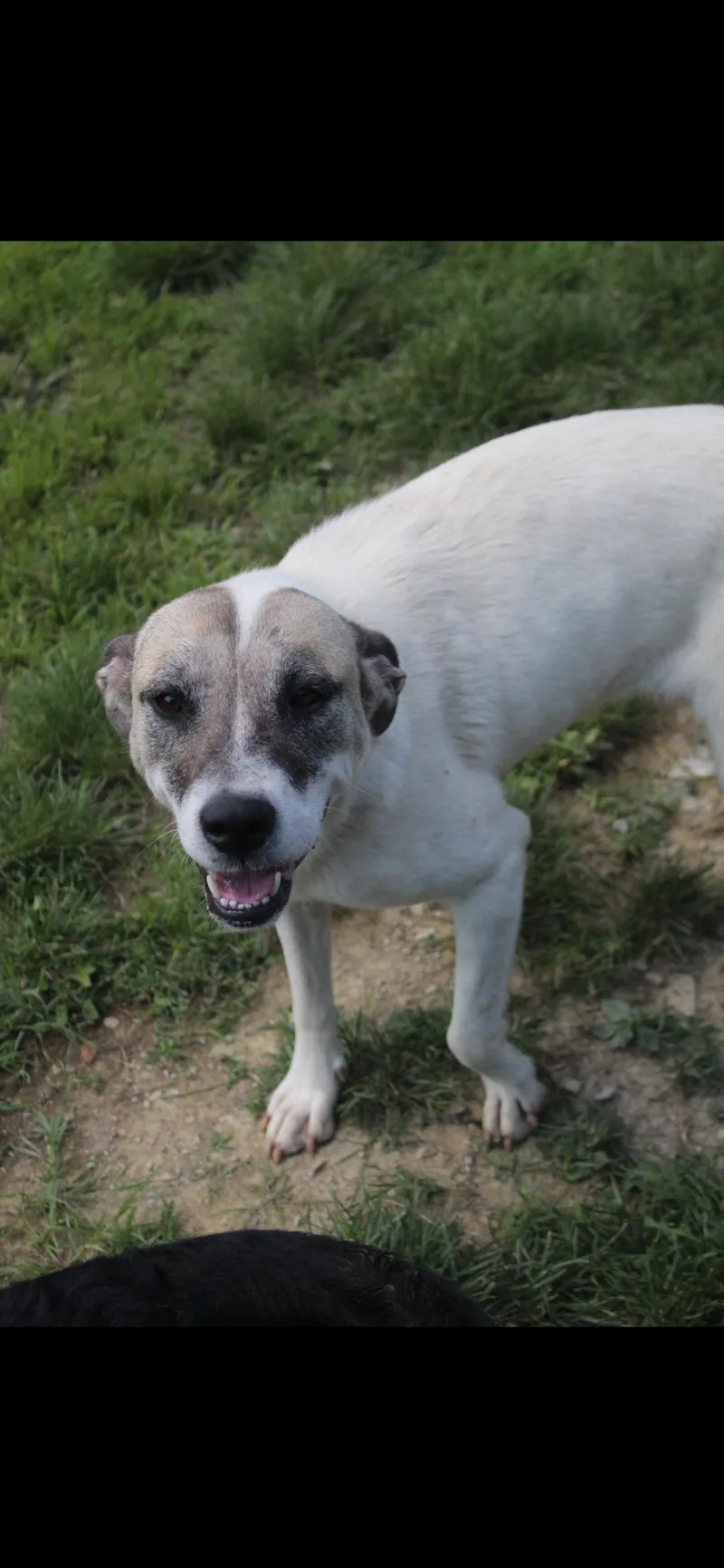 An adult large-sized female Gray / Blue / Silver Anatolian Shepherd dog named Tesla for adoption in Berea, KY