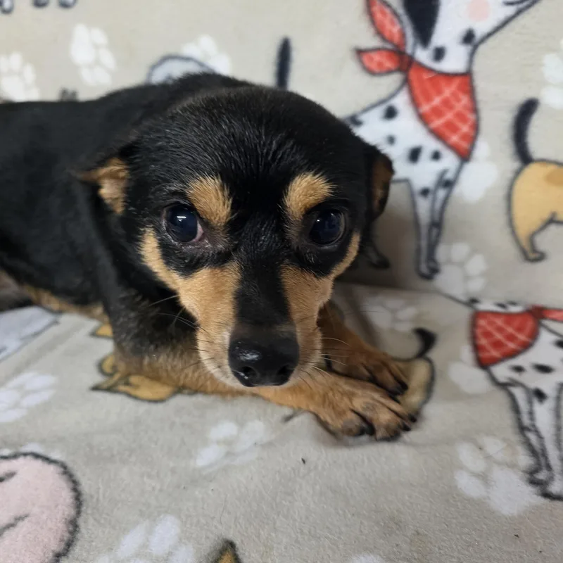 An adult small-sized male Black Chihuahua dog named Malcolm for adoption in Dallas, GA