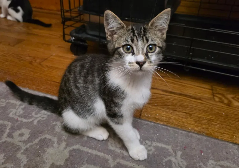 A baby small-sized male Domestic Short Hair cat named Peter for adoption in South Pasadena, CA