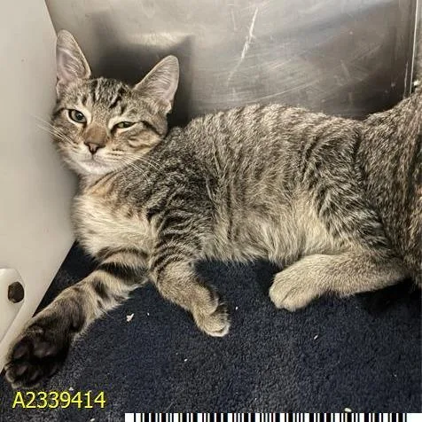A baby small-sized male Gray / Blue / Silver Domestic Short Hair cat named Claudio for adoption in West Palm Beach, FL