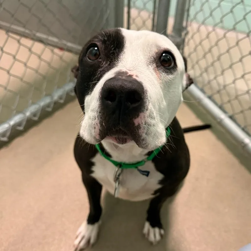 An adult medium-sized female Brindle Mixed Breed dog named Starla for adoption in Waukesha, WI