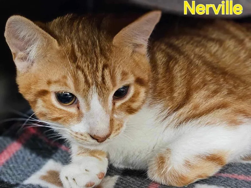A young large-sized male Domestic Short Hair cat named Nerville for adoption in Blountville, TN