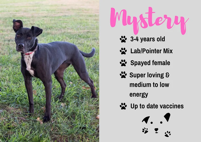 An adult medium-sized female Black Labrador Retriever dog named Mystery for adoption in Junction City, KS
