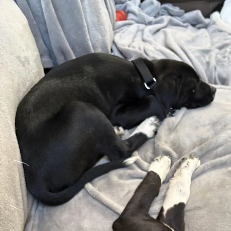 A baby medium-sized male Labrador Retriever dog named Duke for adoption in Blairsville, GA