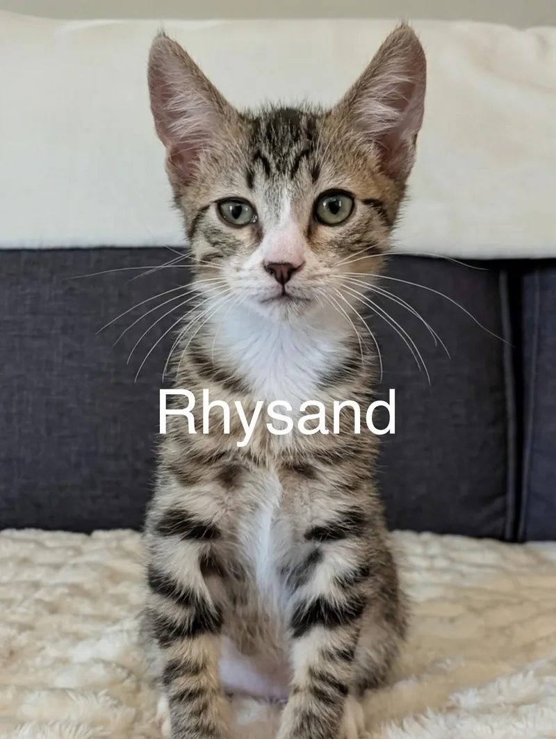 A baby small-sized male Tabby (Brown / Chocolate) Domestic Short Hair cat named Rhysand for adoption in Tucson, AZ