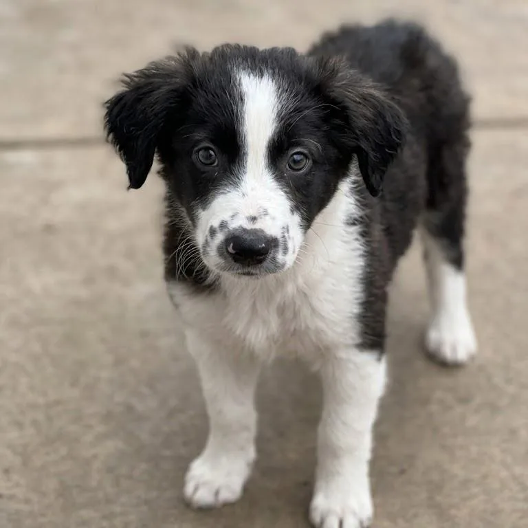 A baby medium-sized male Black Collie dog named Oakley for adoption in South Elgin, IL