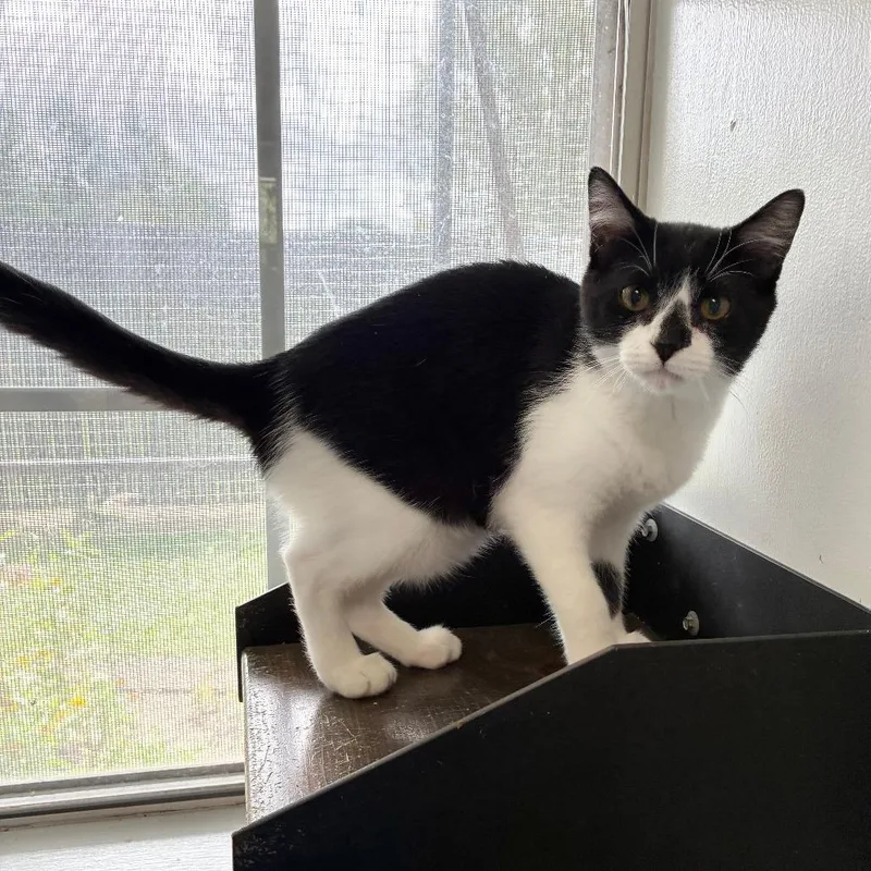 A baby medium-sized male Black Domestic Short Hair cat named Free Refills for adoption in Carencro, LA