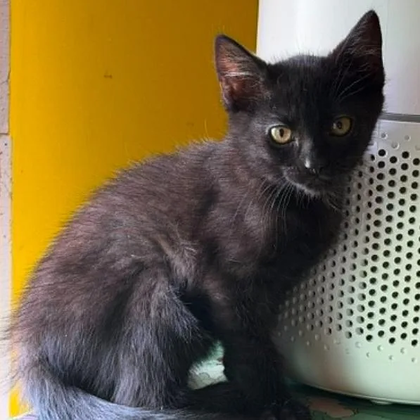A baby small-sized female Black Domestic Short Hair cat named Chickadee for adoption in Stoughton, WI