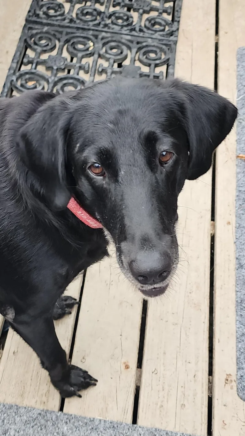 An adult large-sized female Black Labrador Retriever dog named Delilah for adoption in Indianapolis, IN